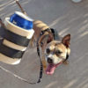 Dog Leash Beer Holder