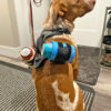 Dog Harness Beer Coozie
