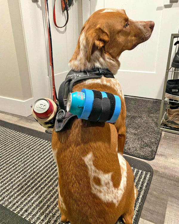 Dog Harness Beer Coozie