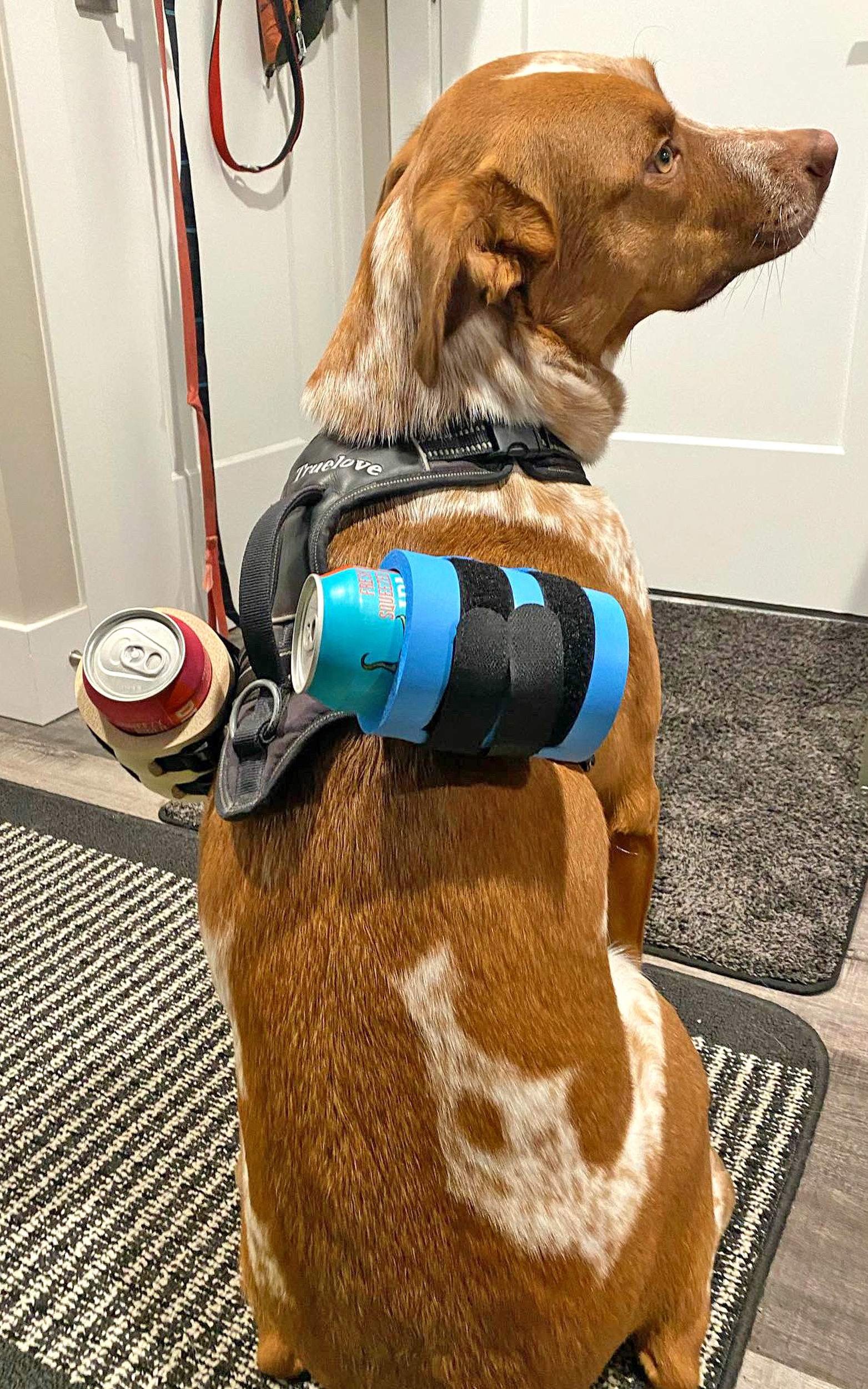 Dog Harness Beer Coozie